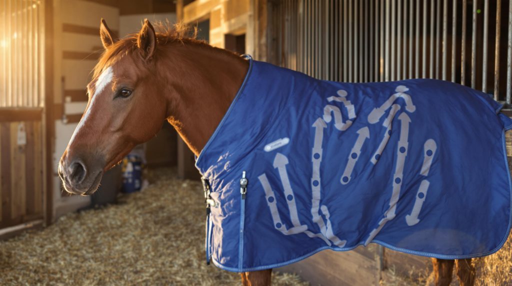 Cheval alezan portant une couverture bleue dans une étable