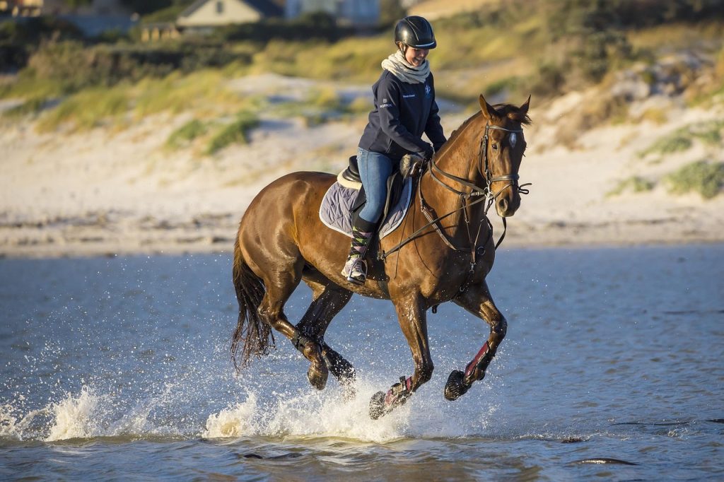 horse, riding, nature, animal, equestrian, mammal, species, fauna, wildlife