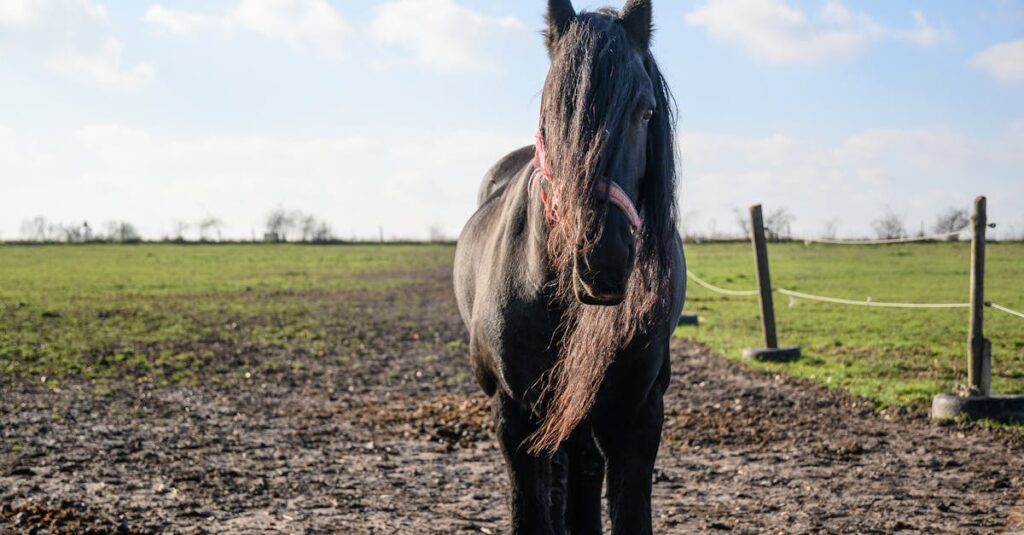 urgence : sarcoïde du cheval saignant – conseils pour reconnaître et gérer rapidement cette affection cutanée chez le cheval.
