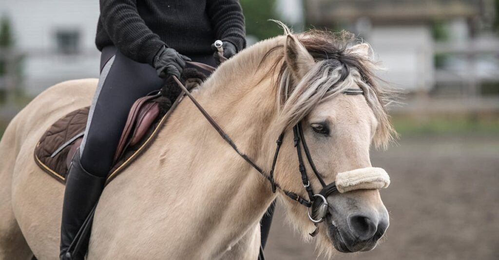 découvrez notre bonnet pour cheval pas cher, alliant qualité et confort pour protéger votre cheval tout en respectant votre budget.