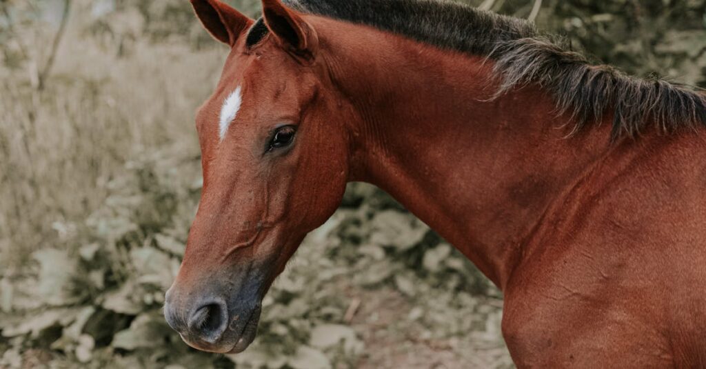 découvrez tout sur l'élevage de juments de draft : conseils, techniques et meilleures pratiques pour optimiser la reproduction de ces chevaux puissants et polyvalents.