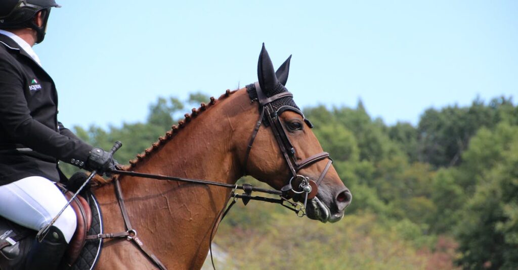 découvrez des conseils équestres essentiels pour améliorer votre pratique de l'équitation, renforcer la complicité avec votre cheval et progresser en toute sécurité.