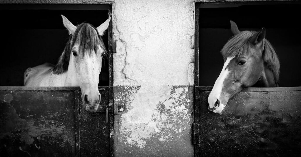 découvrez la réalité des chevaux sans abri et les initiatives pour leur offrir protection et soin.