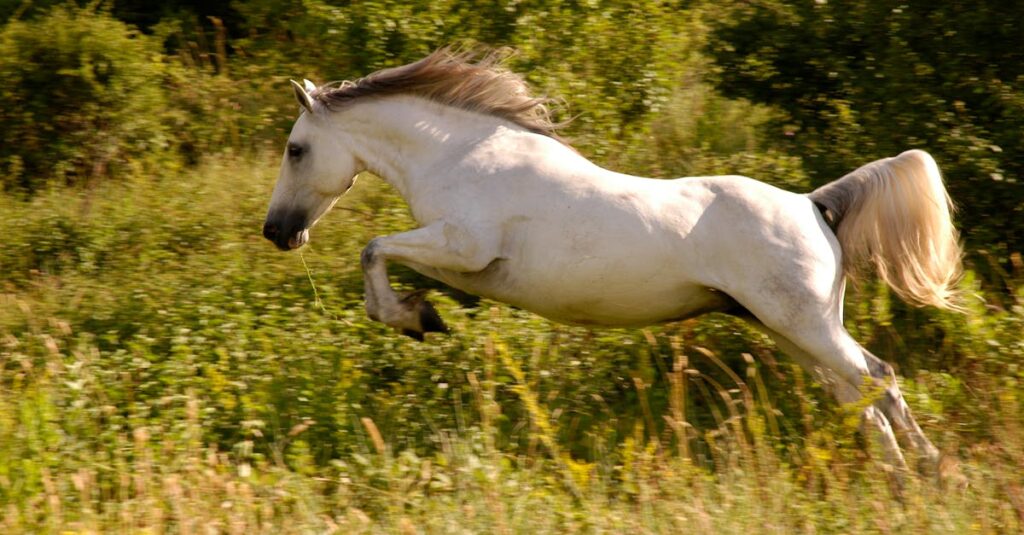 découvrez tout sur le cheval : son histoire, son comportement, ses différentes races et son rôle dans nos cultures.
