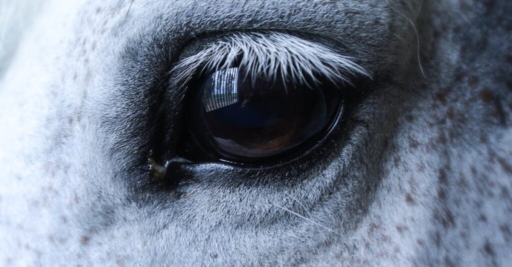 découvrez les causes, symptômes et traitements des écoulements oculaires chez le cheval pour préserver la santé de ses yeux.
