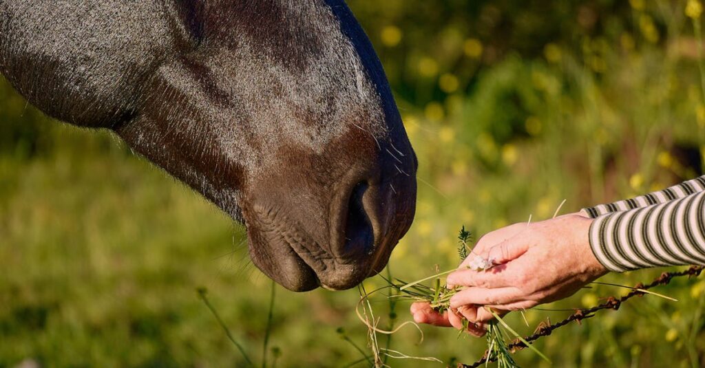 découvrez notre sélection d'aliments de qualité pour chevaux, conçus pour assurer leur santé et leur performance au quotidien.