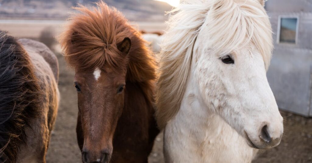 découvrez les bases de la génétique équine, comprenant l'hérédité des caractéristiques, les races de chevaux, et l'amélioration génétique pour l'élevage et la performance.