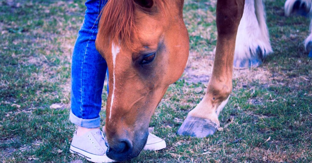 découvrez l'importance de la température du sabot du cheval pour surveiller sa santé et prévenir les blessures.