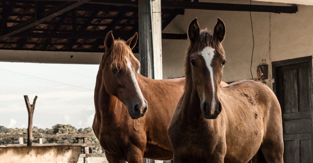 un refuge pour chevaux offrant protection, soins et un environnement sécurisé pour le bien-être des équidés.