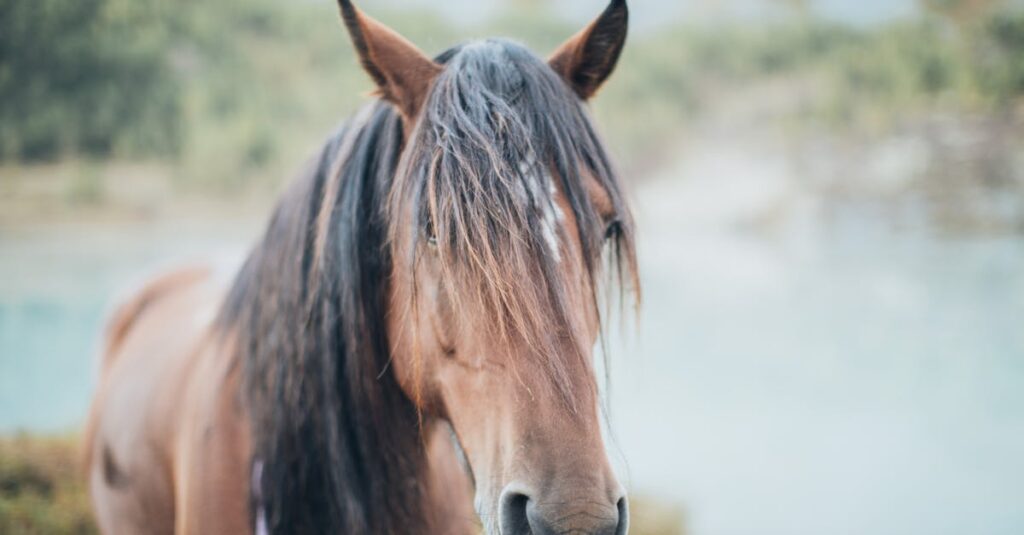 démêlant naturel pour crinière de cheval, efficace et sans produits chimiques, pour une crinière douce et facile à coiffer.