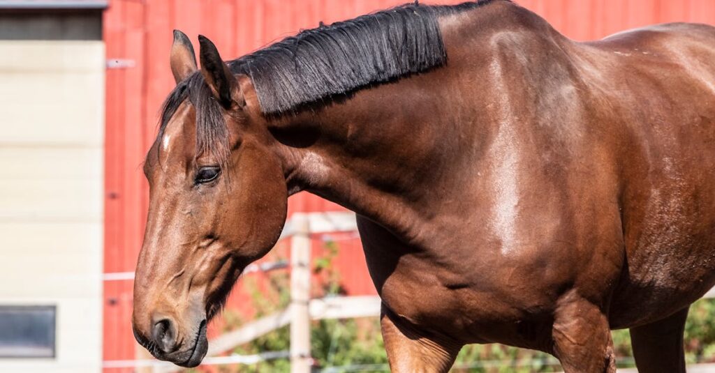 pergolide pour cheval : traitement efficace de la maladie de cushing équine, améliore la santé et le bien-être de votre cheval.