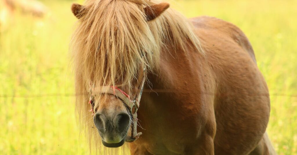 découvrez la construction d'un abri pour poneys shetland, alliant confort et sécurité pour vos petits chevaux dans un espace adapté.