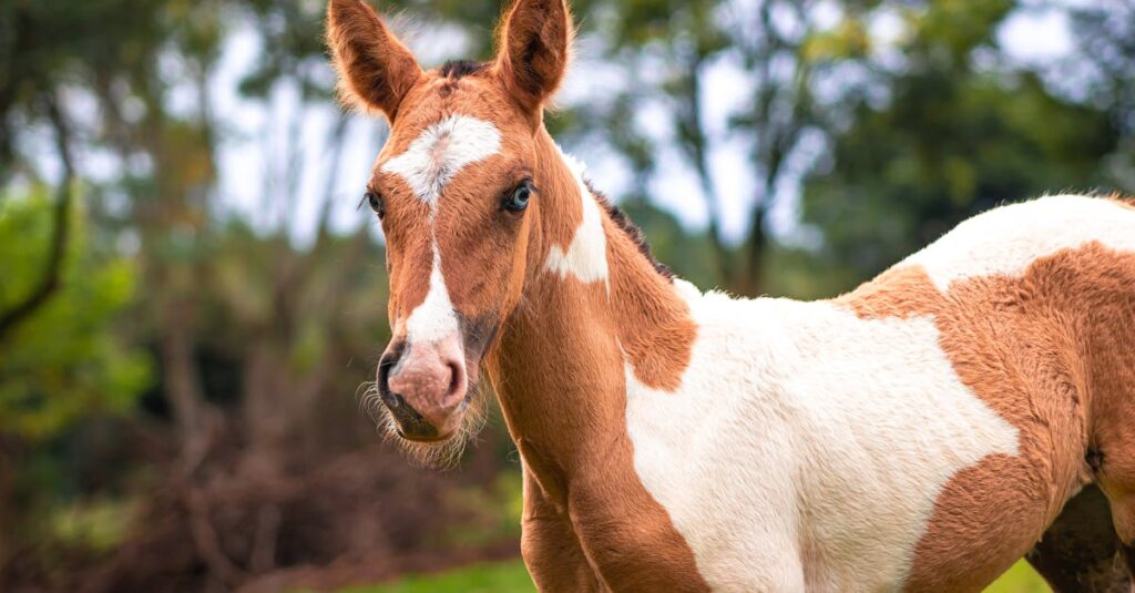 découvrez des noms spirituels pour chevaux, inspirés par des symboles de sagesse, de paix et de connexion profonde avec la nature.